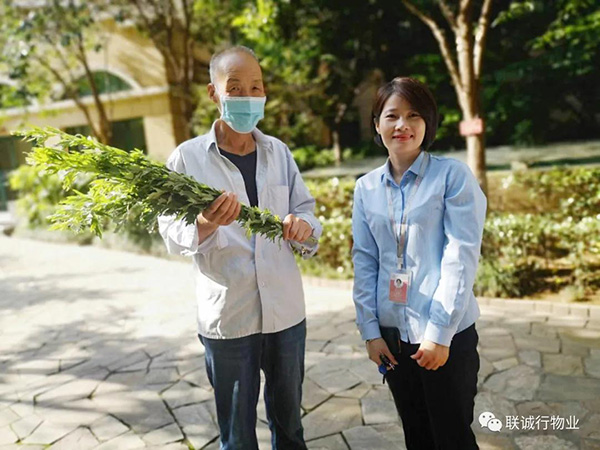 株株&ldquo;愛(ài)意&rdquo;（艾葉）草&rdquo;，綿綿情意長(zhǎng)