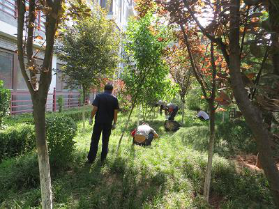 夏日除草熱情高，綠草如茵美如畫