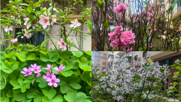 春滿萬景 綠美家園