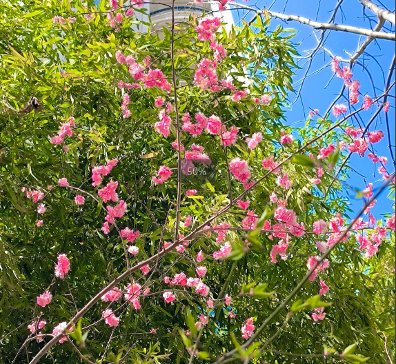 曲江6號小區(qū)的春天