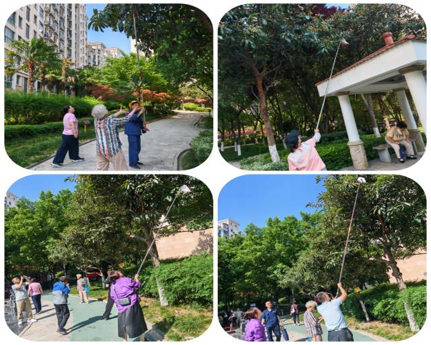 甜蜜“杷”握、共赴初夏之約 ——曲江6號小區(qū)枇杷采摘活動