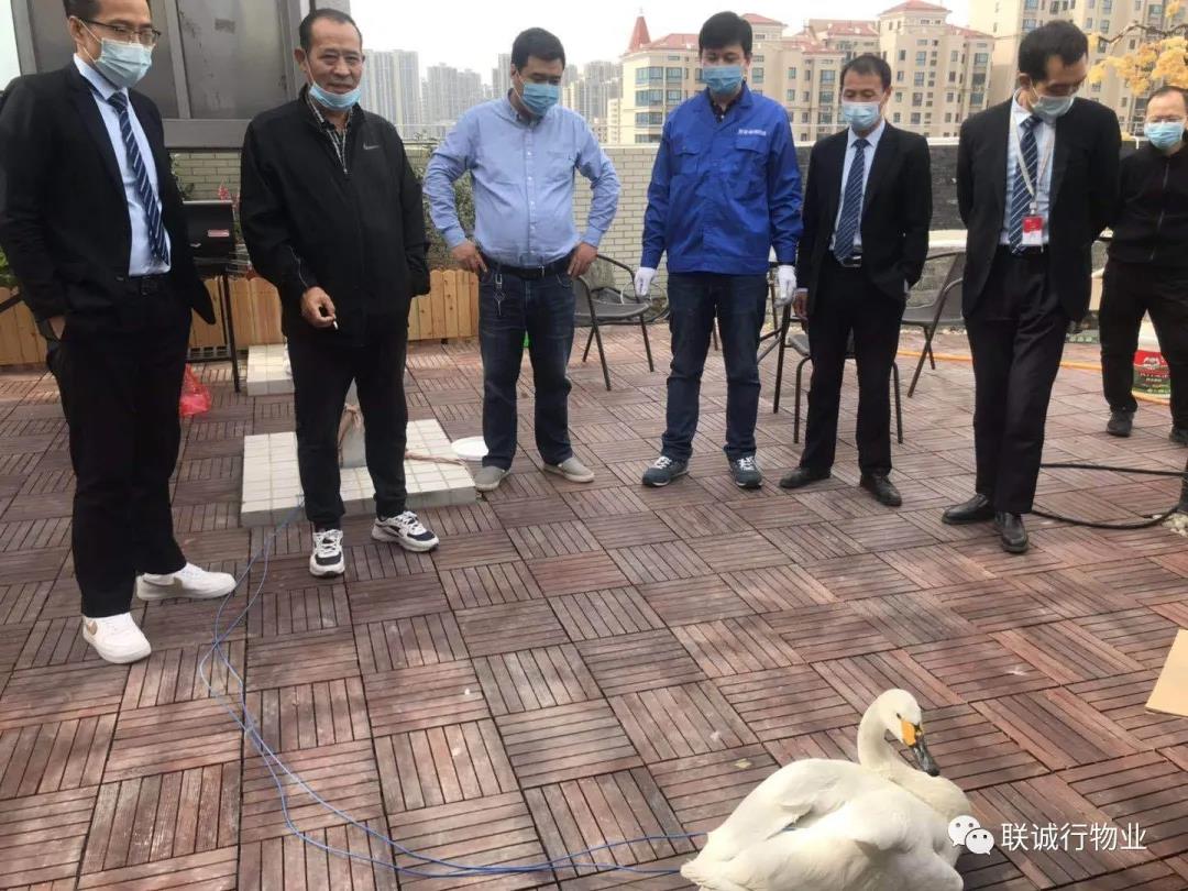 【曲江源著】特殊的&ldquo;來客&rdquo;：從天而降的白天鵝