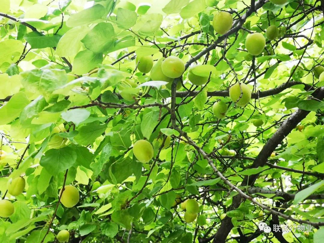 初夏時節(jié)，感受最美的【曲江6號】