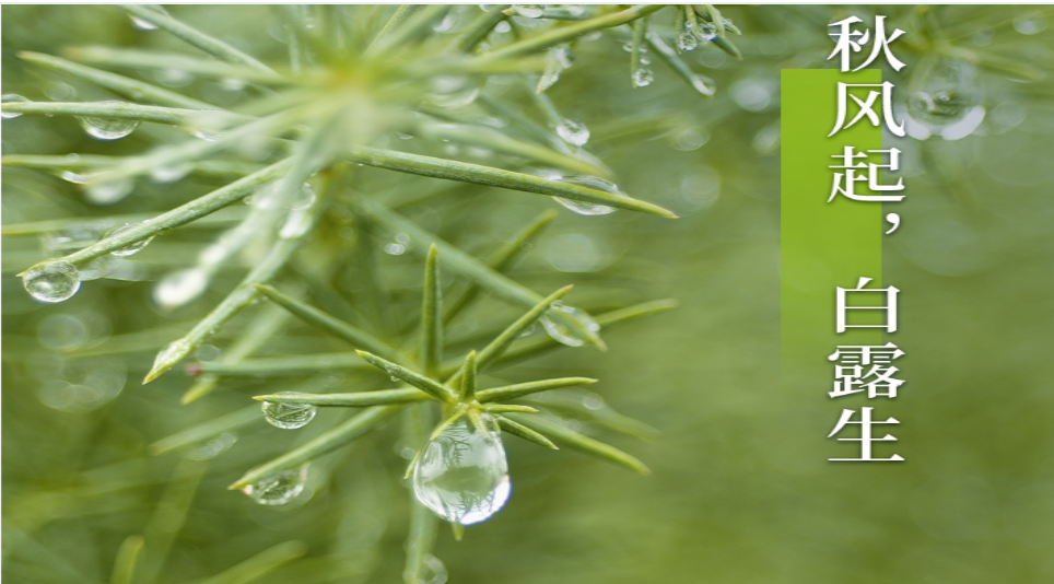 白露至，秋意濃——聯(lián)誠(chéng)行物業(yè)溫暖守護(hù)！