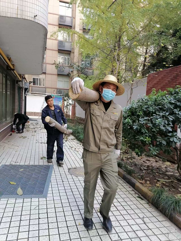 冬季修剪正當(dāng)時(shí) 樹木整形“煥”新顏